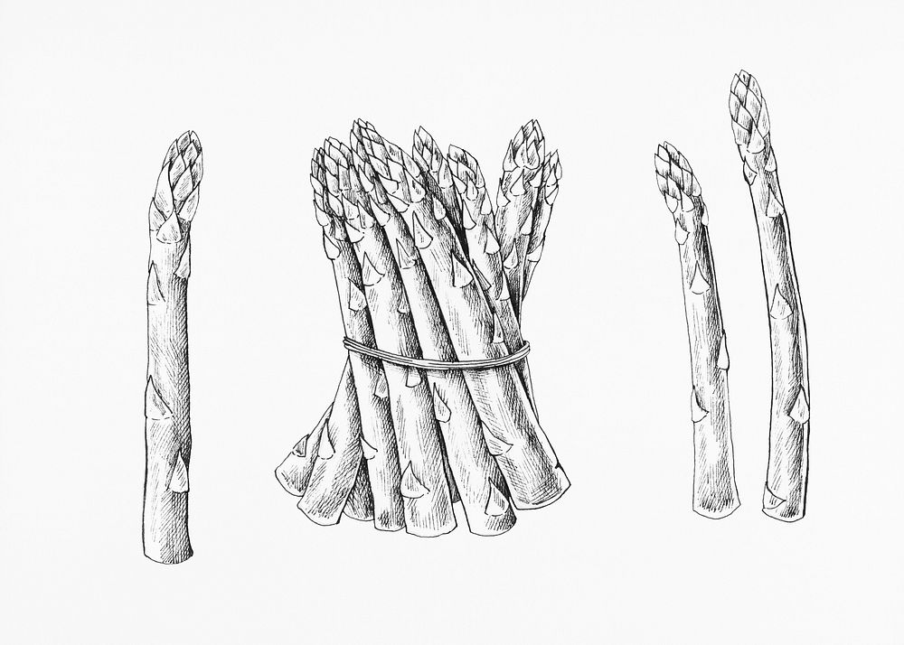 Hand drawn fresh asparagus illustration