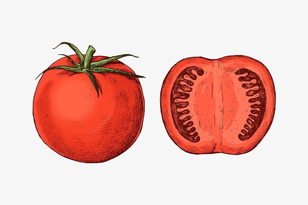 Organic freshly cut tomato vector