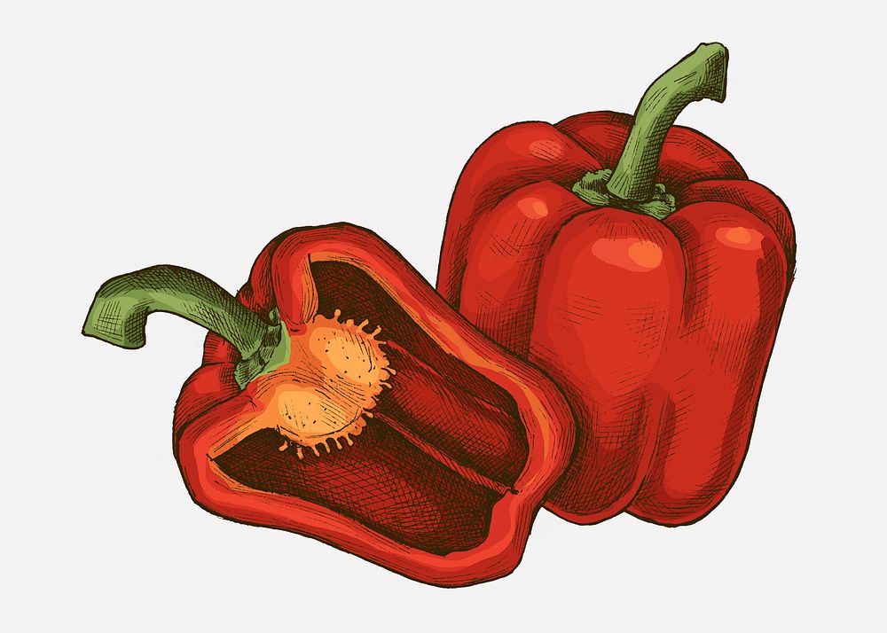 Freshly cut organic red bell pepper illustration