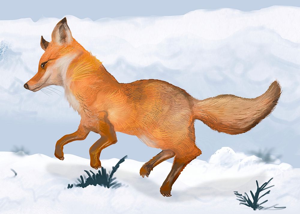 Fox treading through the snow illustration