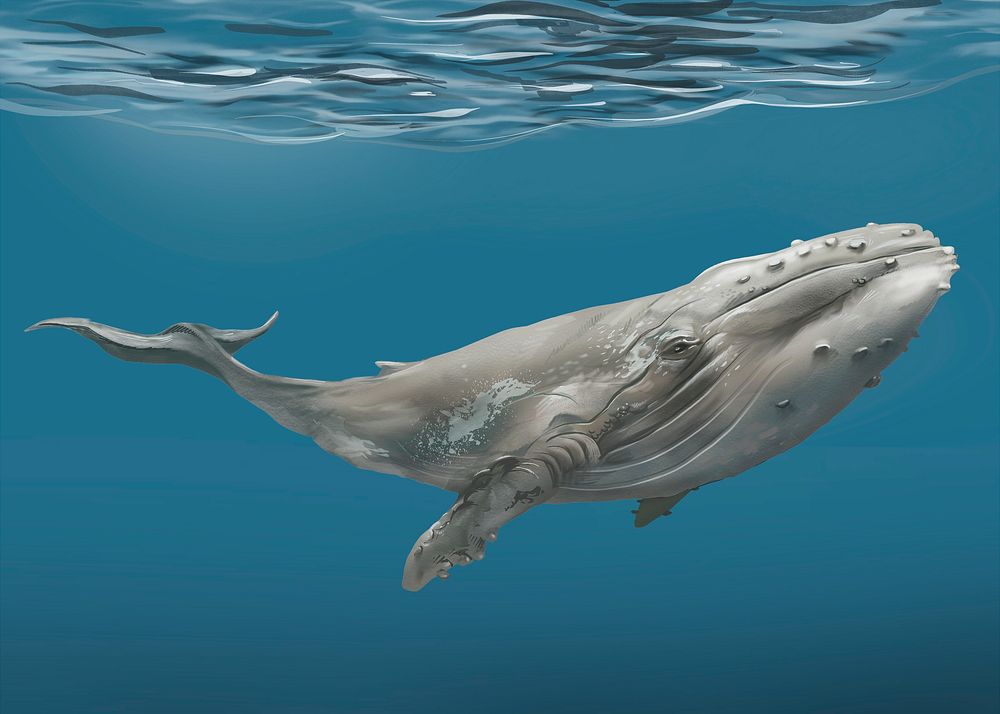 Whale under the sea illustration