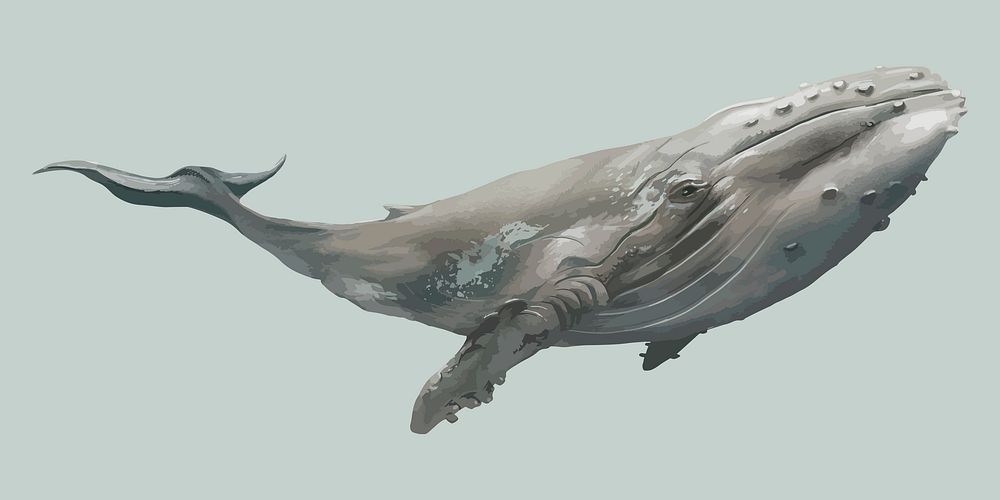Floating isolated gray whale vector