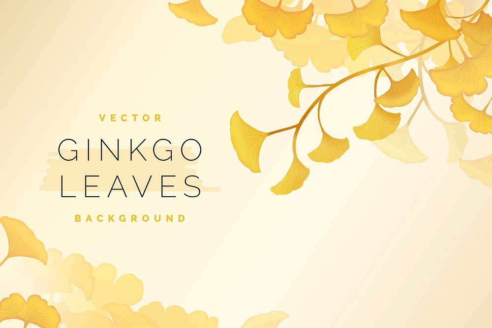 Yellow ginkgo leaf framed background vector