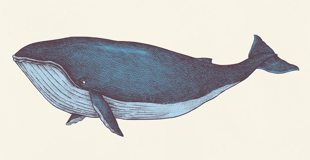 Hand drawn blue whale retro style