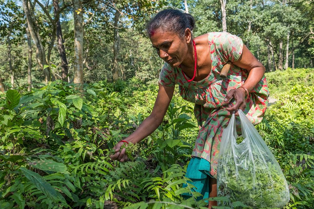 Musahar women collecting ferns, Sauraha, Chitwan District, Nepal, November 2017.