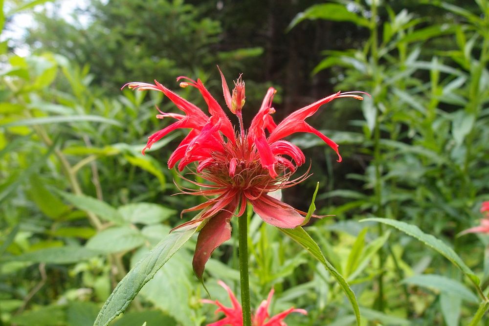 Bee balm, July 2017 Jessie Snow. Original public domain image from Flickr