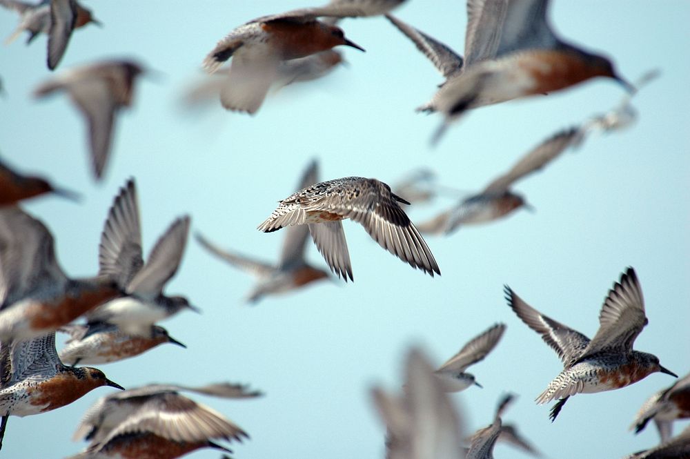 Flying red knots. Original public domain image from Flickr
