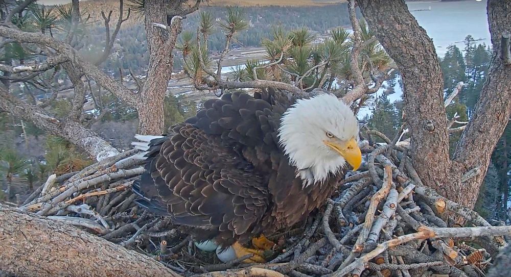 Second egg laidAt approximately 5:25 p.m. on March 9, 2019, a second egg was laid live on camera at a bald eagle nest in Big…