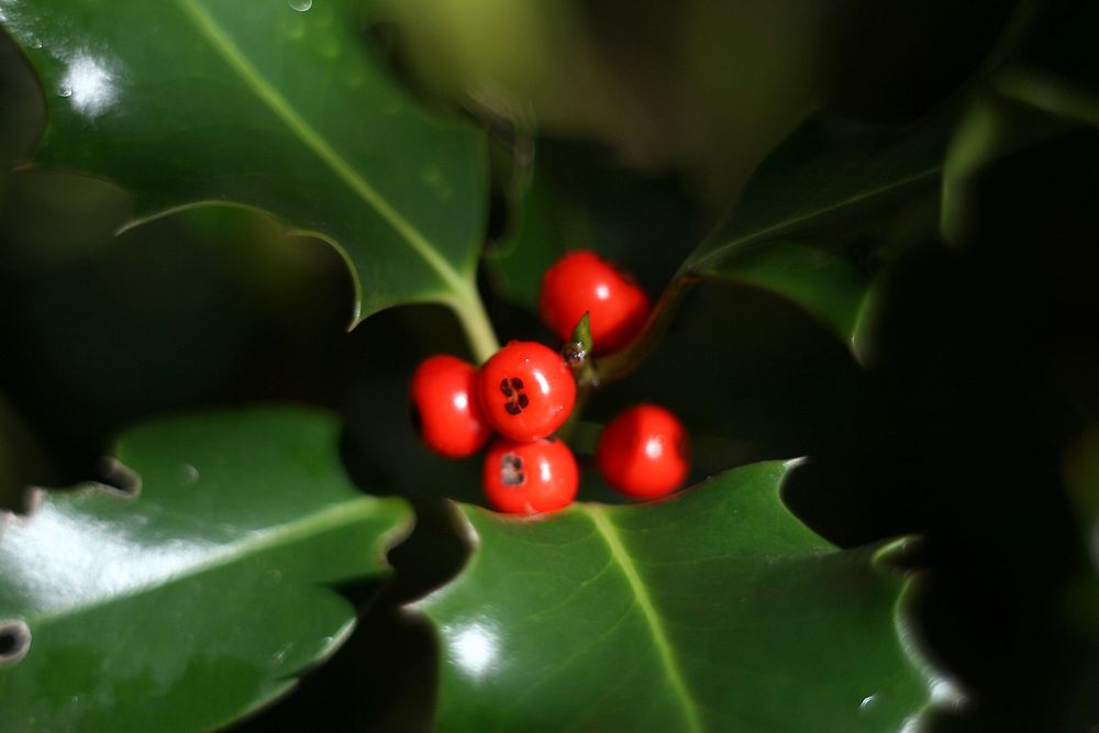 Holly leaf, red berries close up. Original public domain image from Flickr