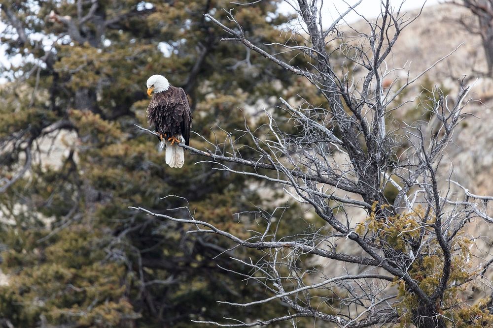 Bald Eagle looks for prey near Gardner Canyon by Jacob W. Frank. Original public domain image from Flickr