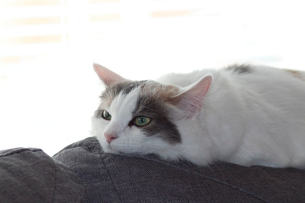 White cat with black spots lying on backrest of a couch. Original public domain image from Flickr
