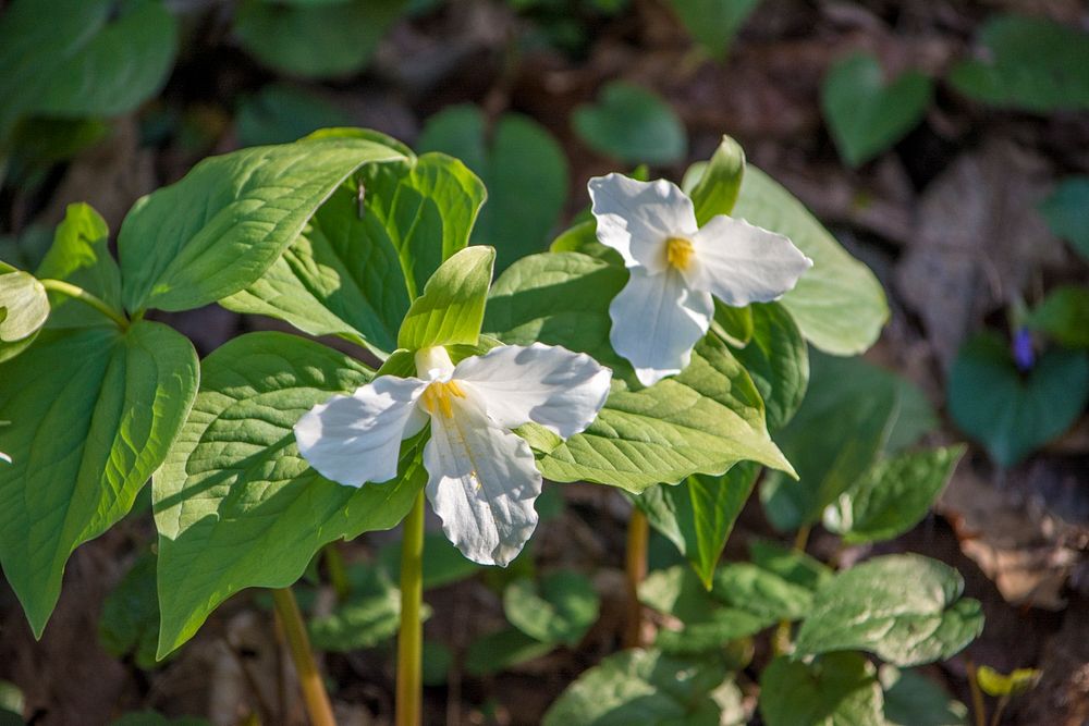 Trillium, April 2018 Thom McManus.