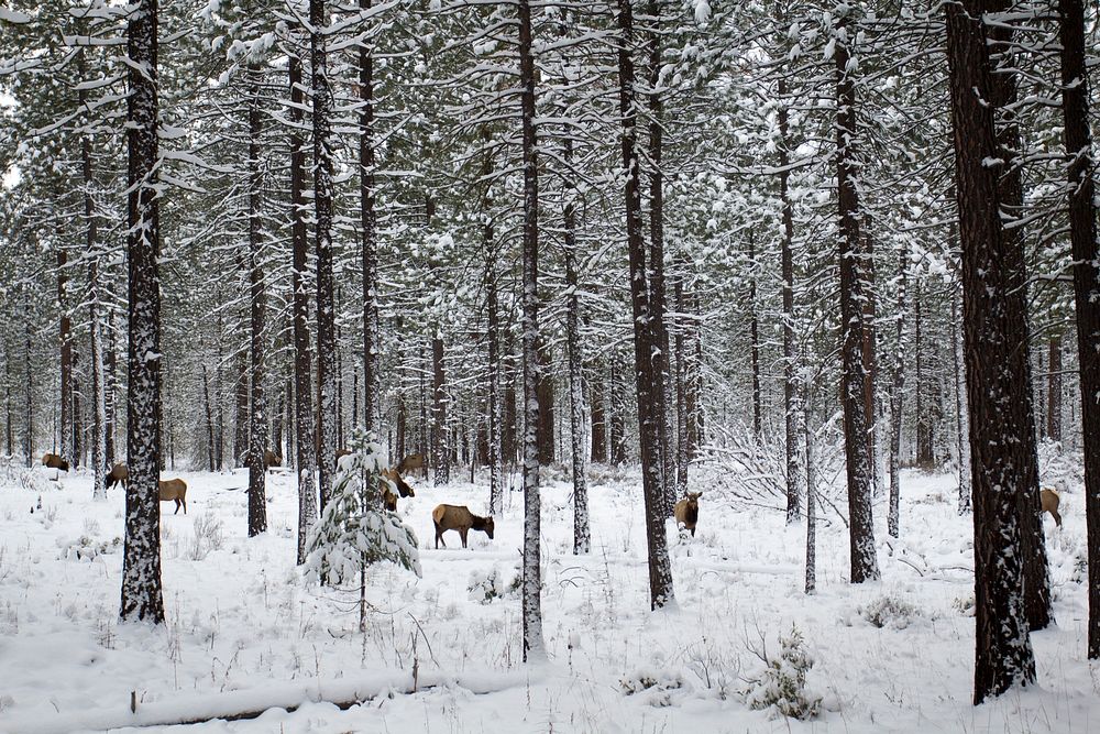 Metolius River area, elk in snow, Deschutes National Forest Oregon