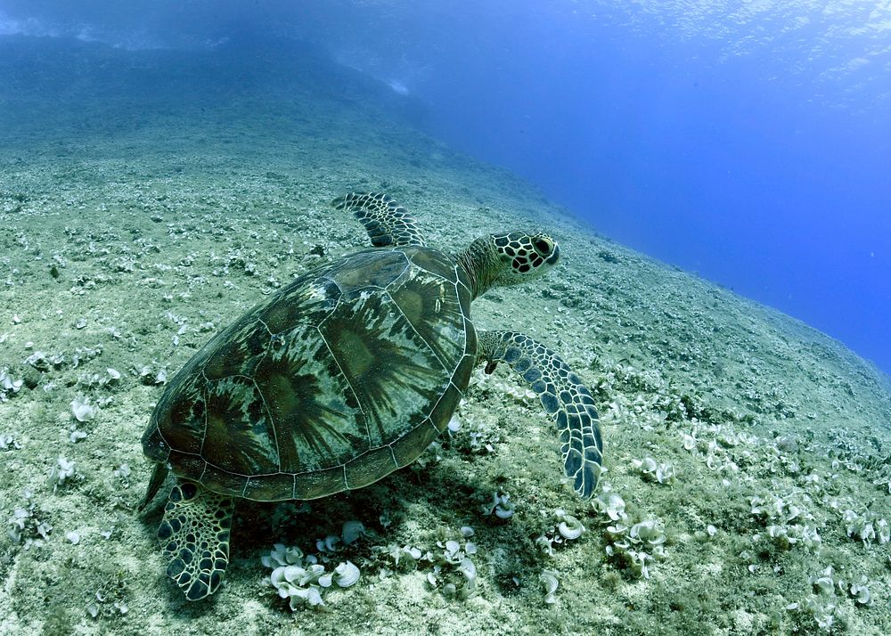 Green sea turtle close up. Free public domain CC0 image.