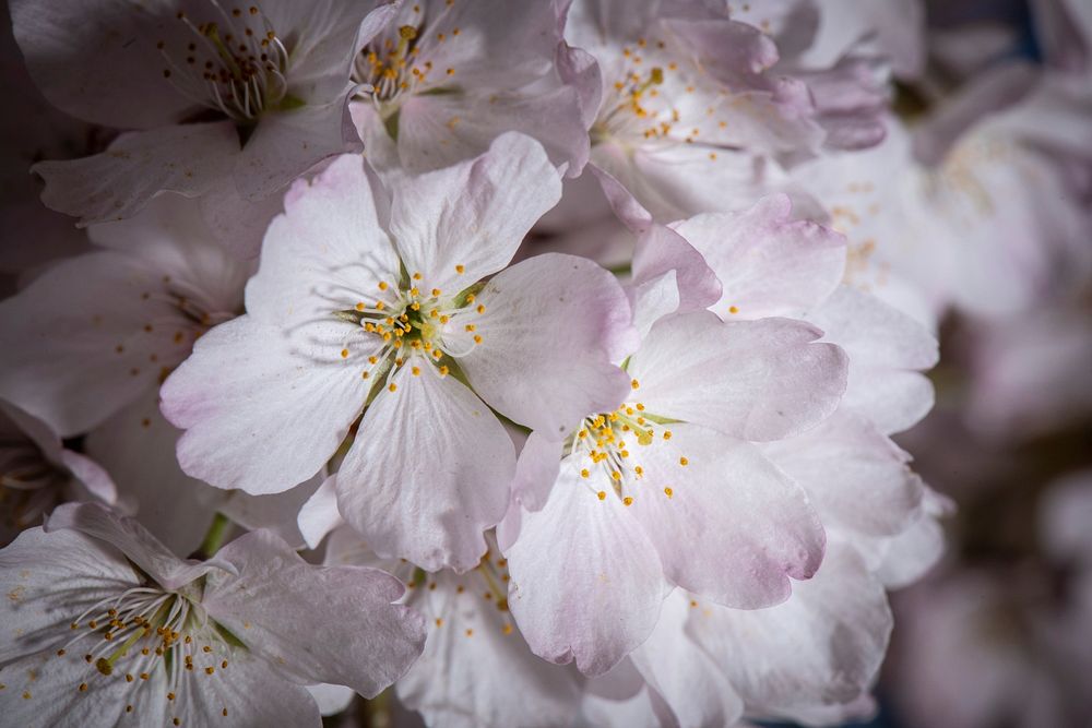 Cherry blossoms near the Tidal Basin and the U.S. Department of Agriculture (USDA) headquarters and Forest Service (FS)…