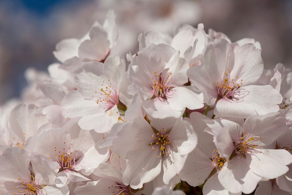 Cherry blossoms near the Tidal Basin, the U.S. Department of Agriculture (USDA) Whitten Building, and Forest Service (FS)…