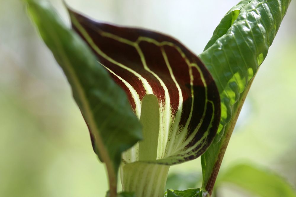Jack In the Pulpit