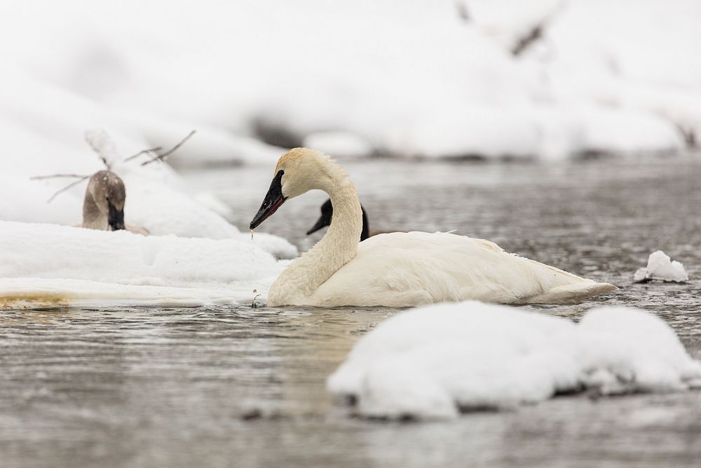 Trumpeter swans feeding on the Madison River by Jacob W. Frank. Original public domain image from Flickr