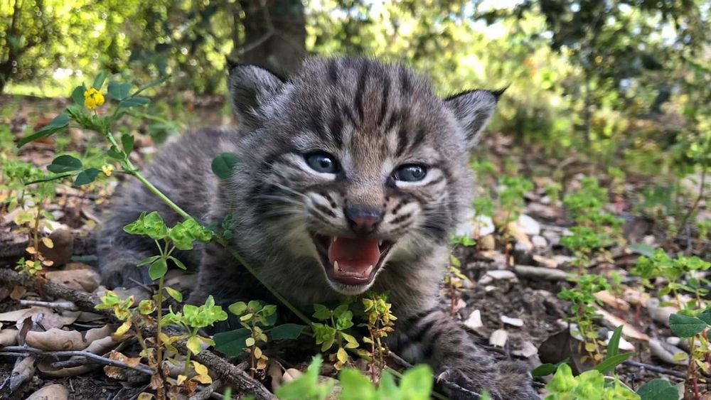Kitten meowing and lying in forest. Original public domain image from Flickr