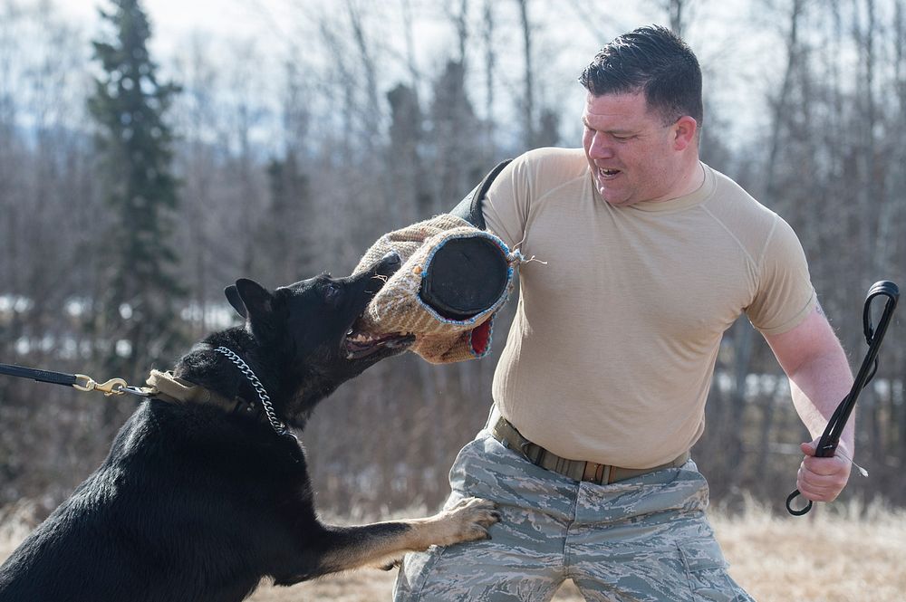 Air Force Staff Sgt. Brandon Hardy and military working dog, Greg, assigned to the 673d Security Forces Squadron, conduct…