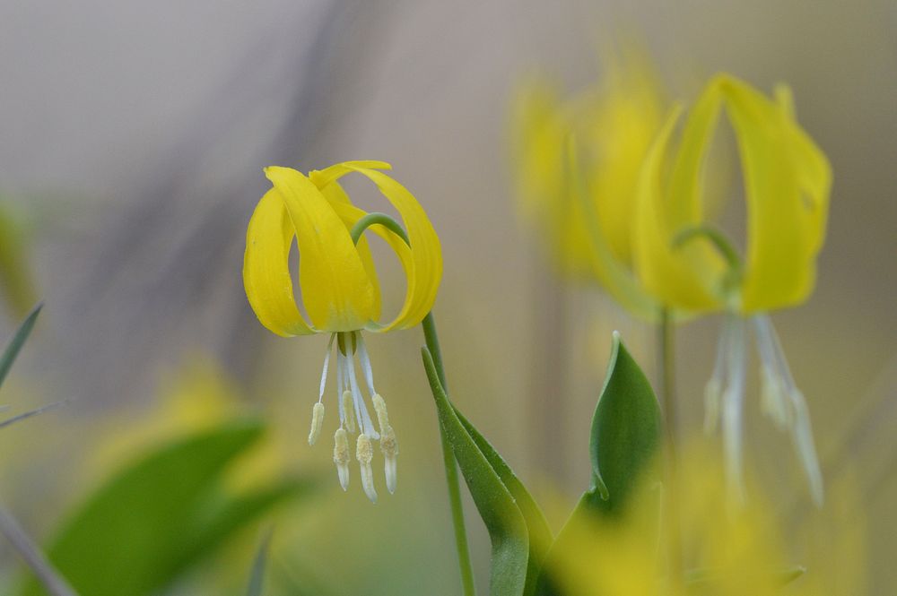 Glacier lily. Original public domain image from Flickr