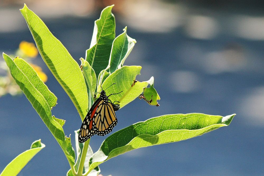 Monarch butterfly laying egg on a milkweed plantPhoto by Marci Lininger/USFWS. Original public domain image from Flickr