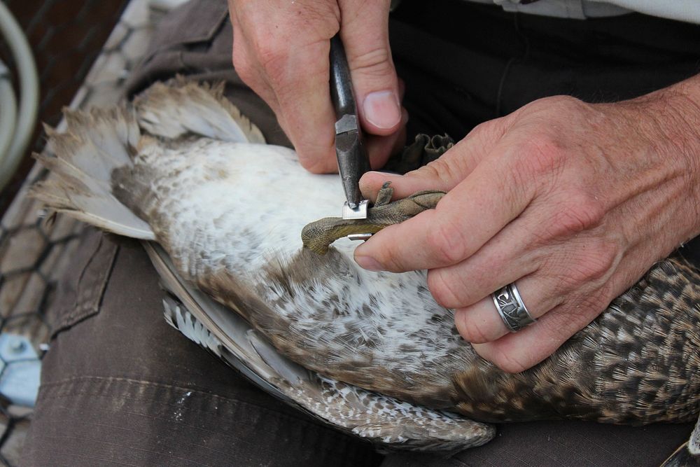 Tennessee NWR, banding. Original public domain image from Flickr