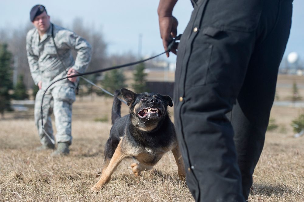 Air Force Staff Sgts. Brandon Hardy, left, Rodreques Boyd and military working dog, Beni, assigned to the 673d Security…