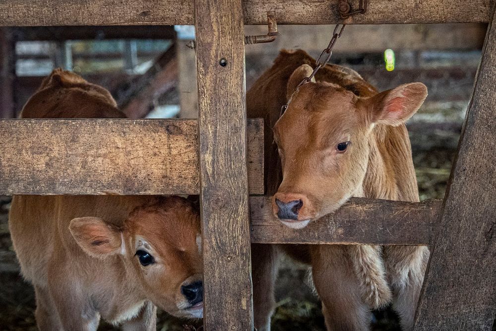 Young calves peer through a fence at Nice Farms Creamery (@nicefarmscreamery), a 201-acre dairy farm that has 120 acres of…