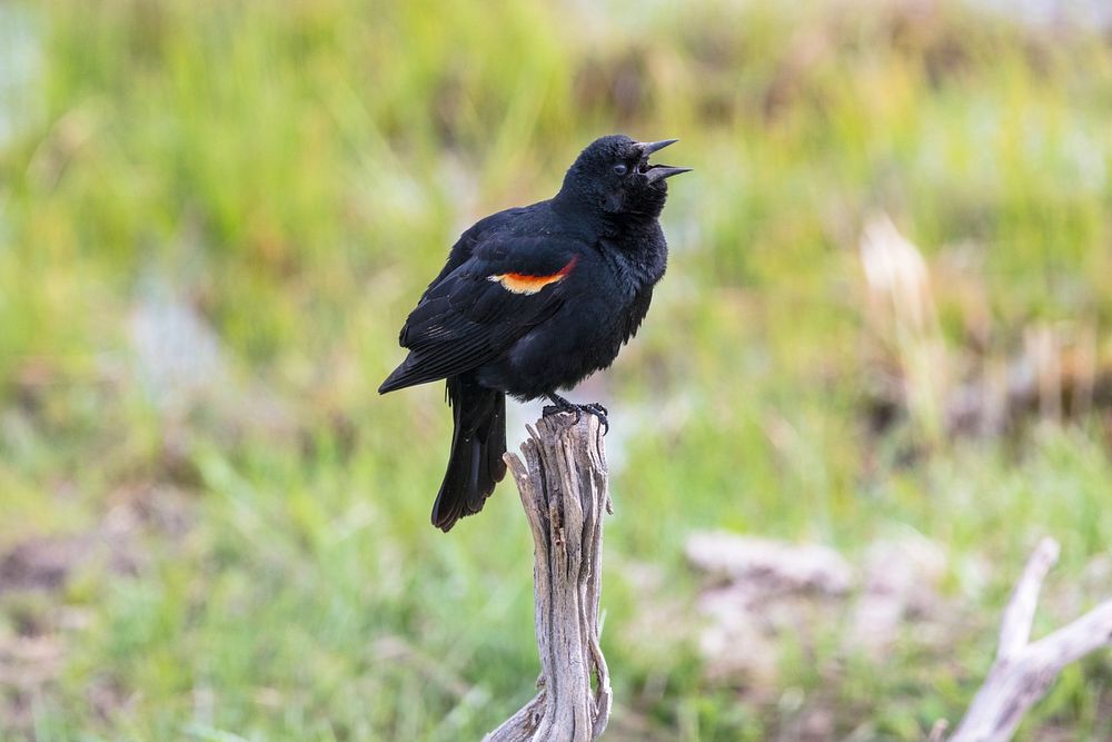 Red-winged blackbird (Agelaius phoeniceus) calling by Jacob W. Frank. Original public domain image from Flickr