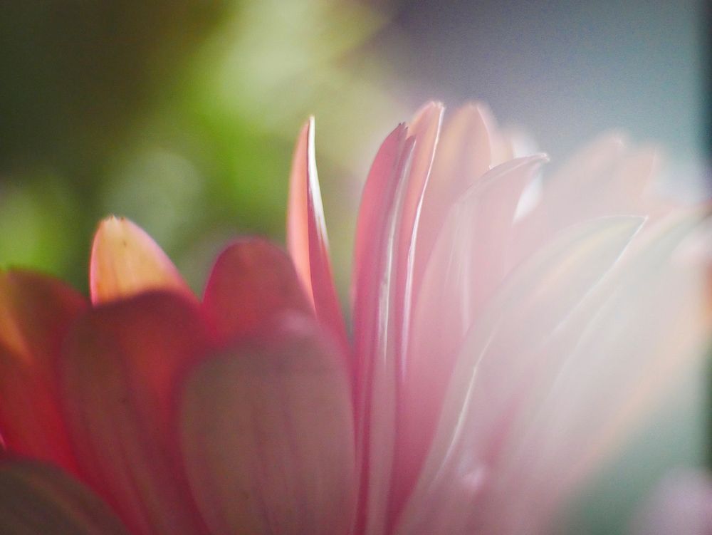 Pink gerbera. Free public domain CC0 image.