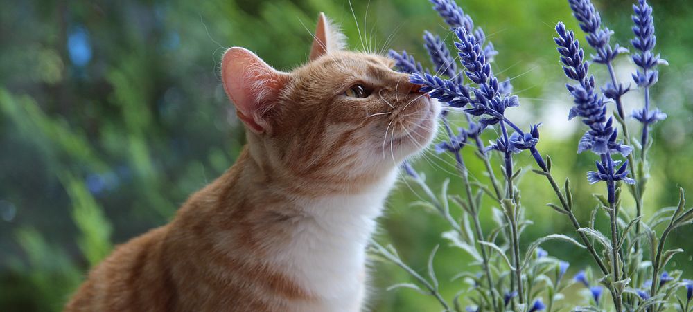 Cat and lavender. Original public domain image from Flickr