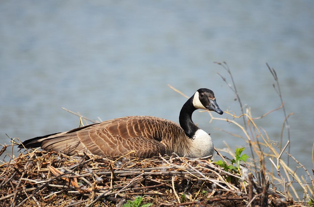 Canada goose on her nestPhoto by Tina Shaw/USFWS. Original public domain image from Flickr