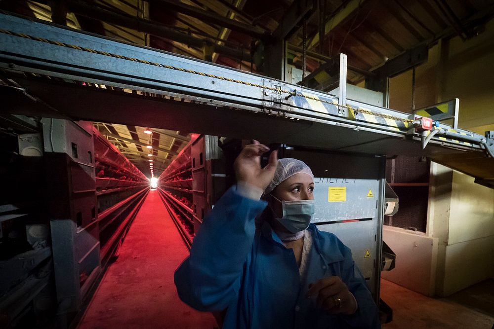 Janice Deynes operates the Granja Avicola Pujols, a layers eggs production in San Sebastian, PR as part of the Farm Service…