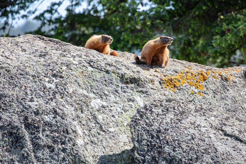 Yellow-bellied marmots on a rock in Lamar Valley by Jacob W. Frank. Original public domain image from Flickr