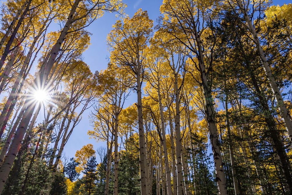 Fall color along FR 151, Hart Prairie Road, Coconino Natonal Forest, Arizona, October 4, 2017. Original public domain image…