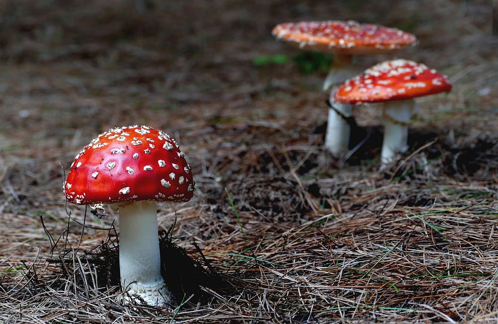 Fly agaric or fly amanita, red cap mushroom. Original public domain image from Flickr