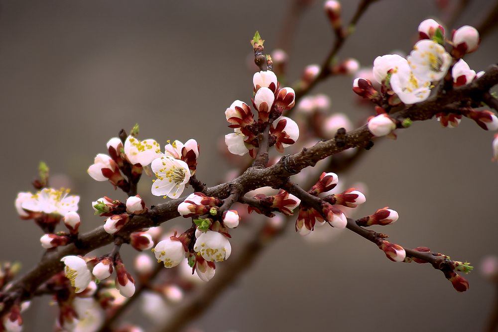 White cherry blossom background. Free public domain CC0 image.