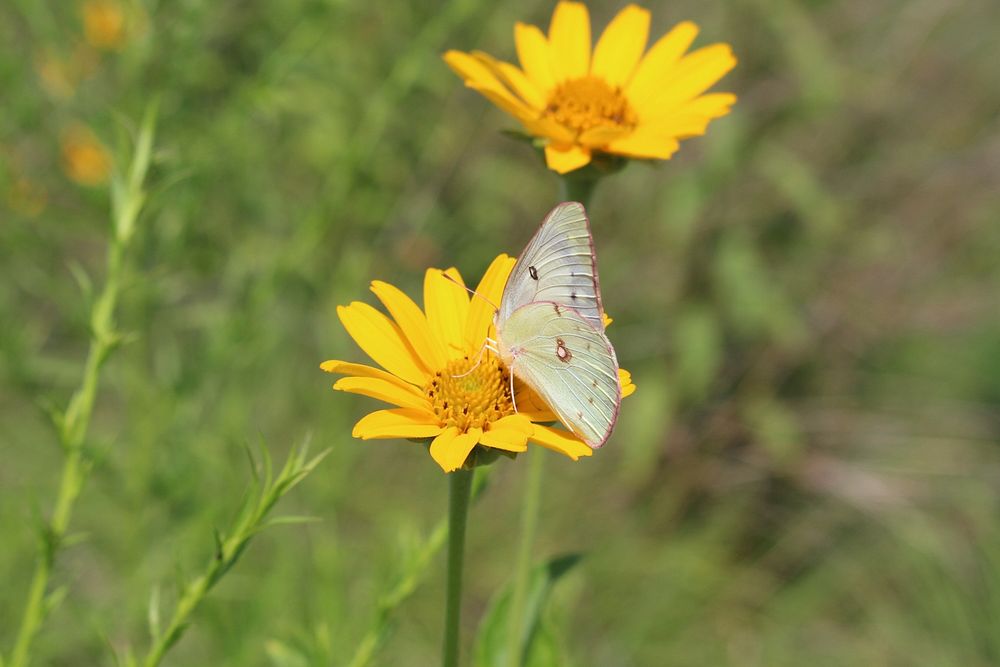 Orange Sulphur ButterflyPhoto by USFWS. Original public domain image from Flickr