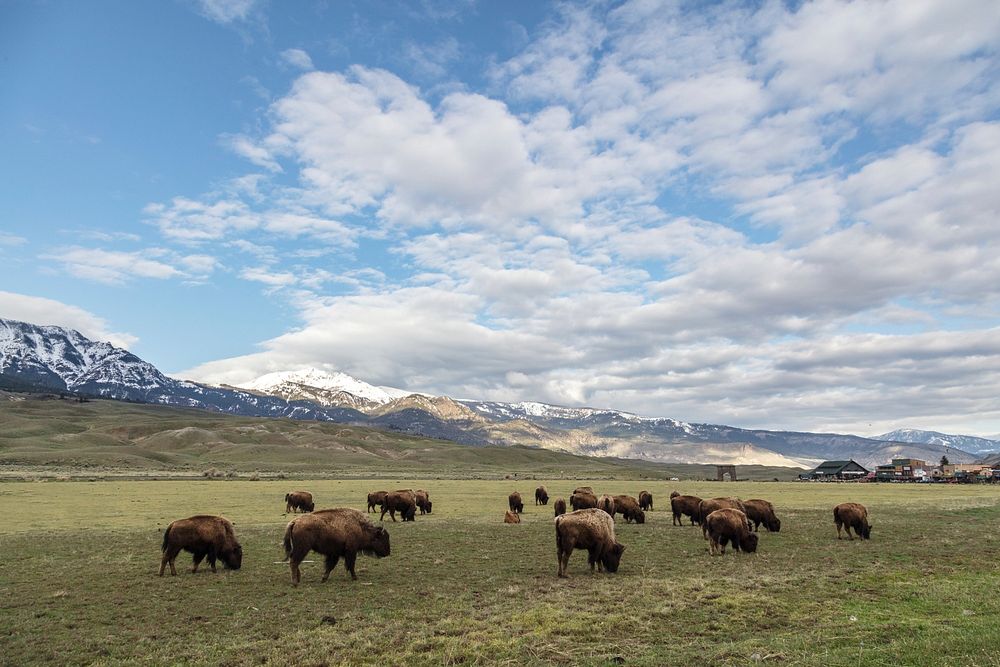 Bison grazing near the North Entrance on a spring morningby Jacob W. Frank. Original public domain image from Flickr