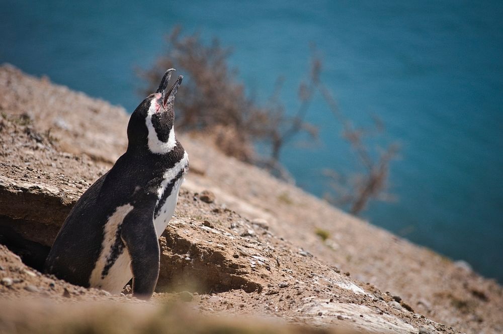 Penguins - Península Valdés - Argentina