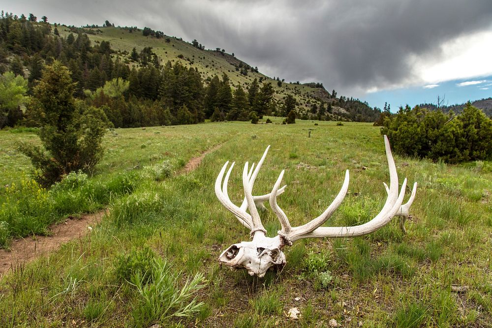 Bull elk skull along the Yellowstone River Trail. Original public domain image from Flickr
