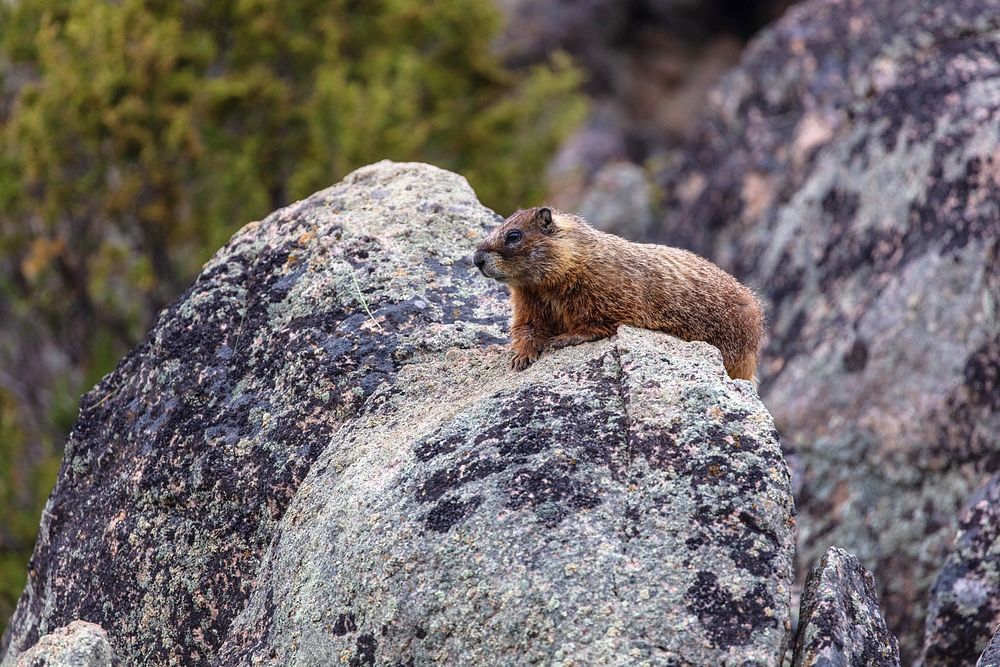 Yellow-bellied marmot resting on a rock by Jacob W. Frank. Original public domain image from Flickr