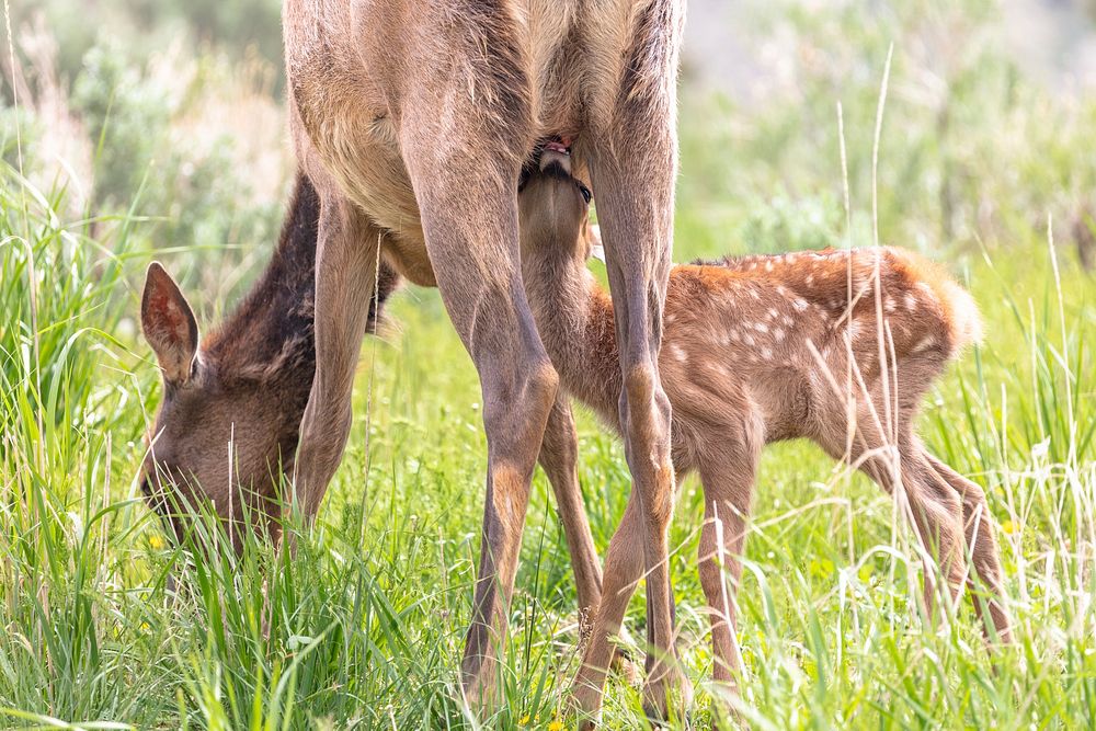 Elk calf nursing while its mother grazes. Original public domain image from Flickr