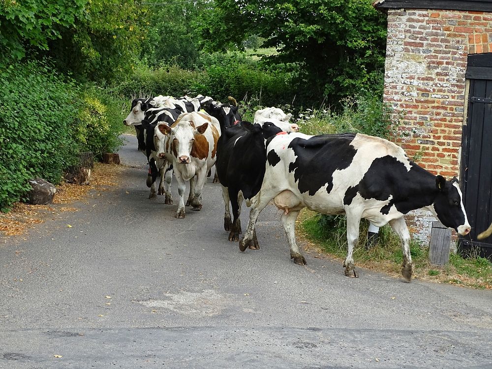 Cows going for a walk.