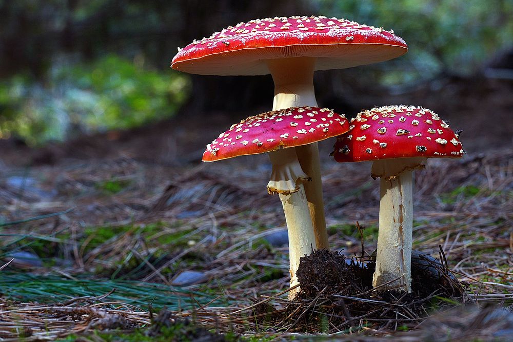 Amanita muscaria, is a poisonous and psychoactive basidiomycete fungus. Original public domain image from Flickr