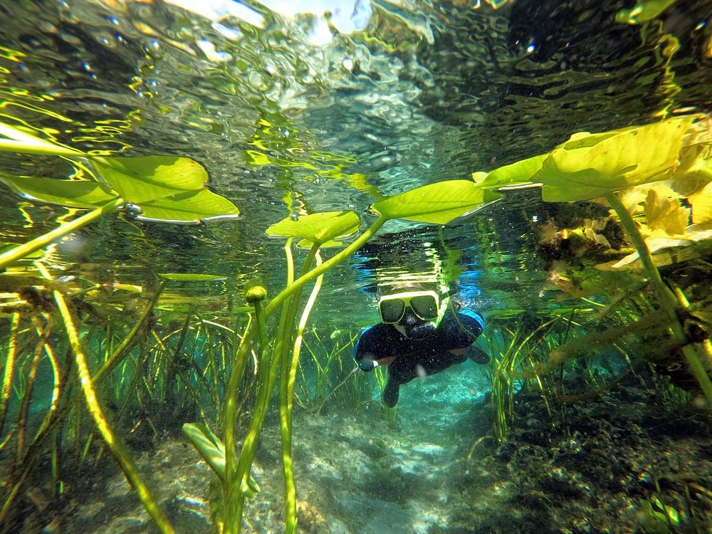 Children participate in snorkeling activities at the Alexander Springs Recreation Area, Ocala National Forest, Florida.…