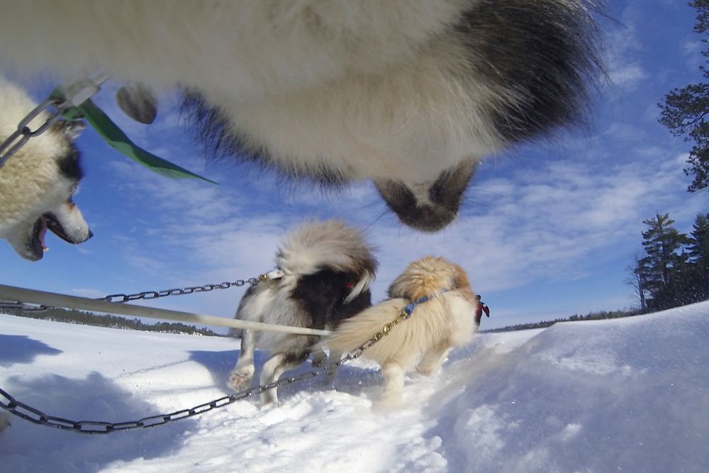 Wintergreen Dogsled Lodge musher Ellen Root commands a team of Canadian Inuit dogs, musher's left front to right rear…