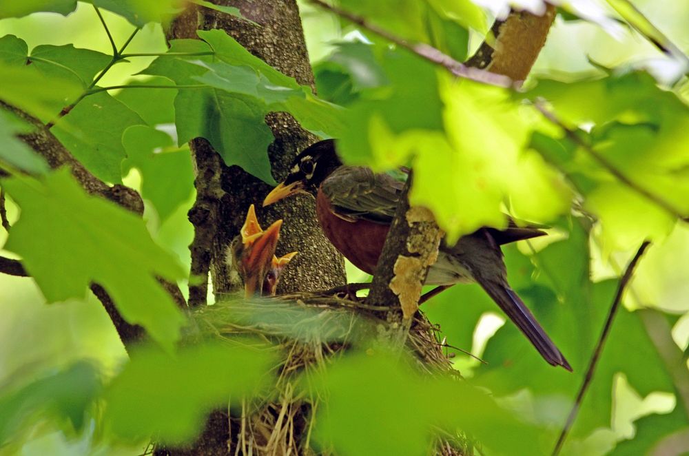 American Robin Feeding YoungPhoto by Courtney Celley/USFWS. Original public domain image from Flickr