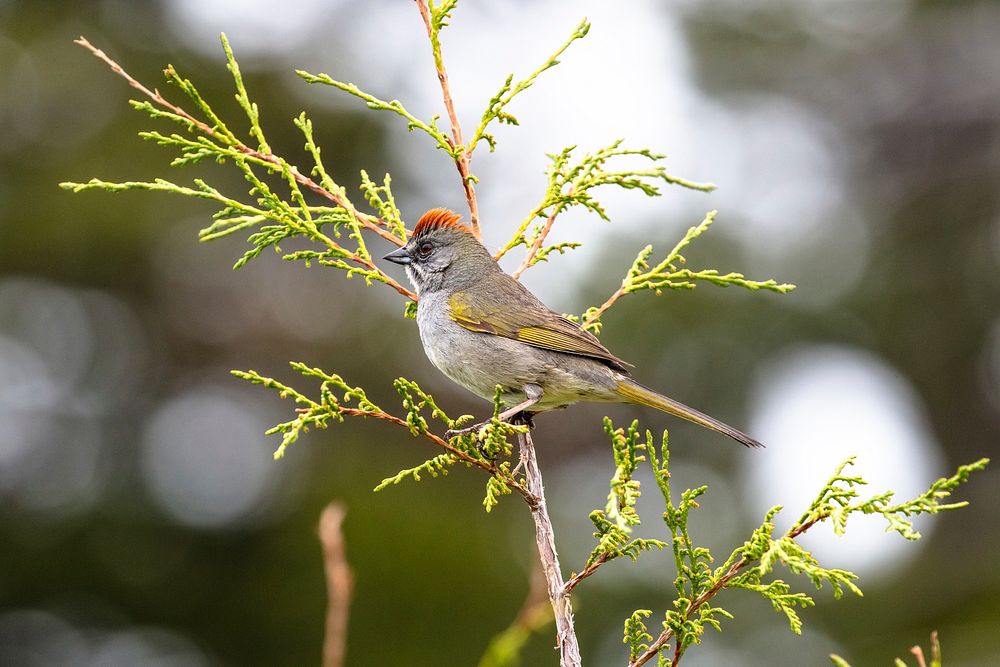 Green-tailed towhee (Pipilo chlorurus) along the Yellowstone River Trail by Jacob W. Frank. Original public domain image…